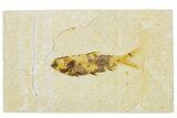 Fossil Fish (Knightia) - Wyoming #295646-1